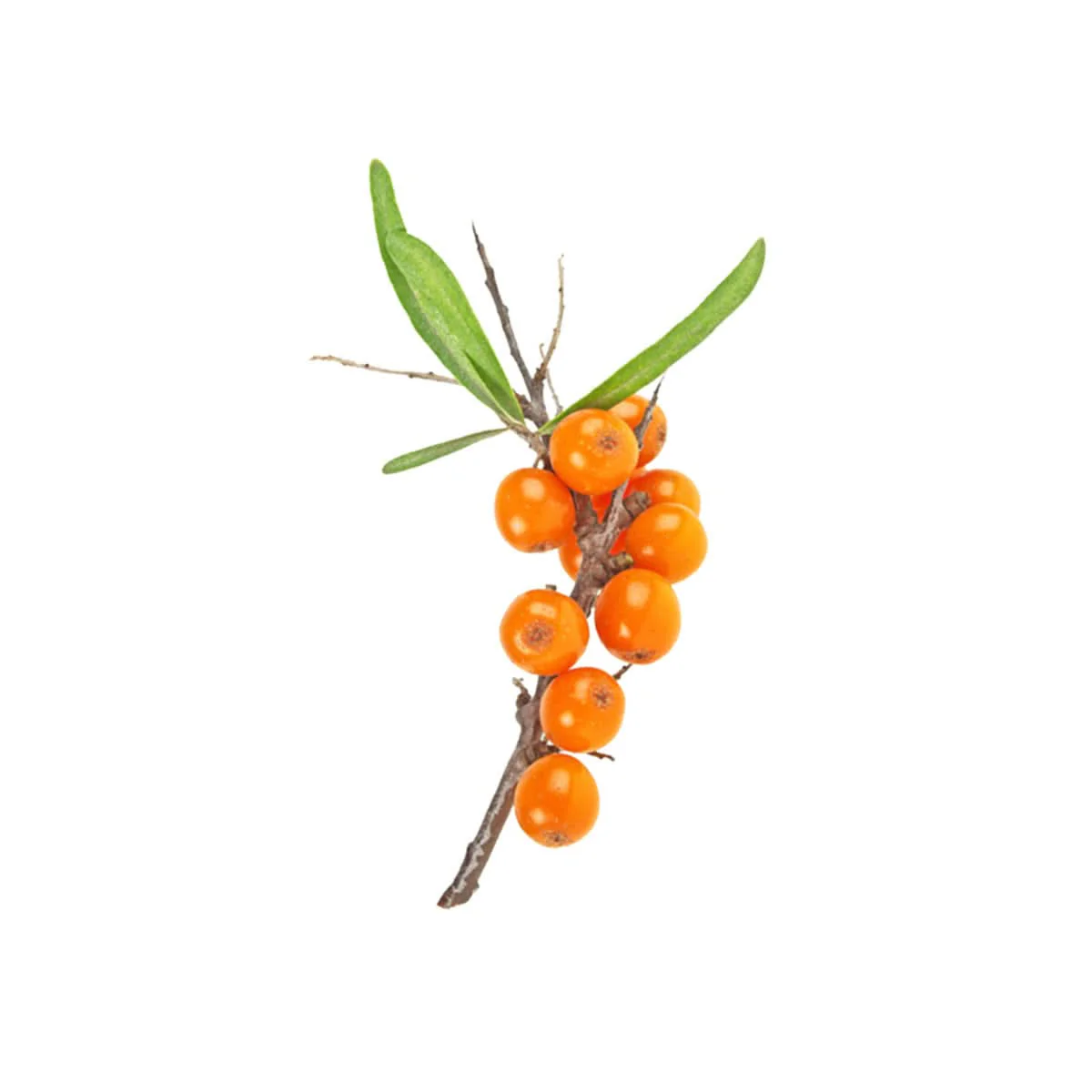 Bladderwrack + Buckthorn Body Cleanser 450ml - Image 2